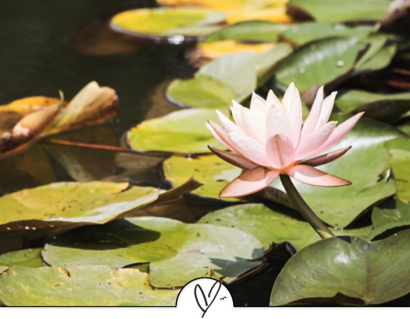 苏轼诗词最佳十首（苏东坡最美的十首诗词）