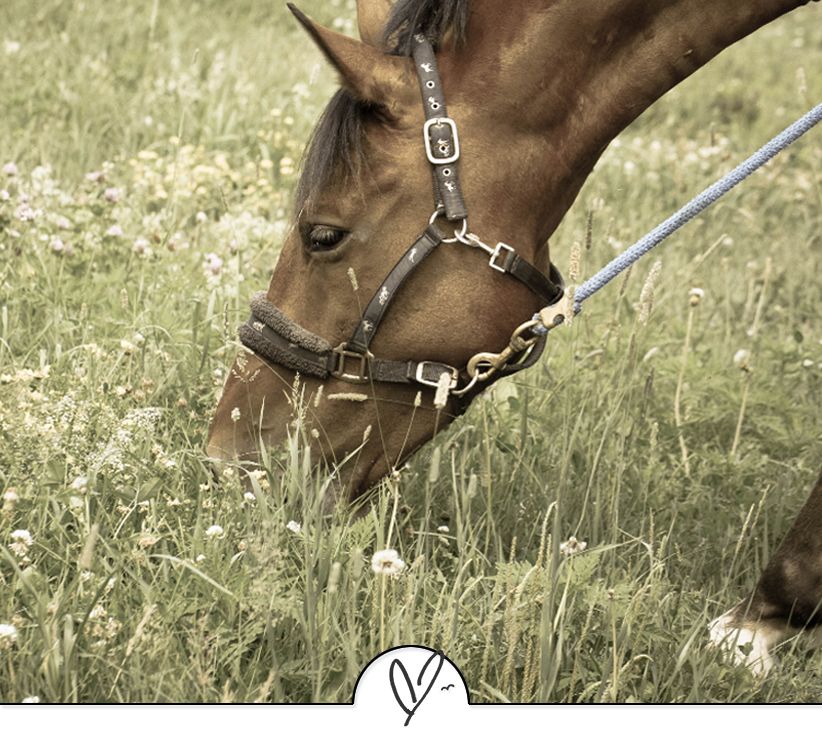 苏轼诗词最佳十首（苏东坡最美的十首诗词）