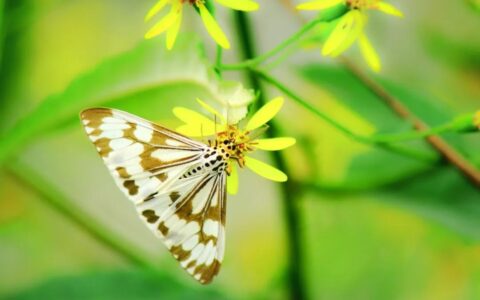 赞美春天的古诗有哪些（形容春天的诗词名句）