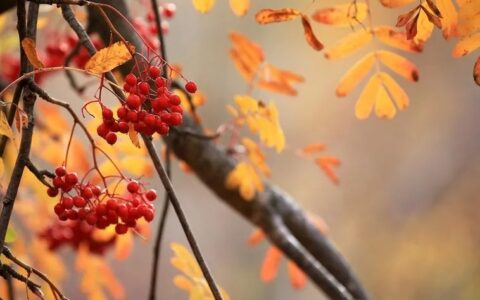 被爱的句子说说心情（表达爱的句子简短的）