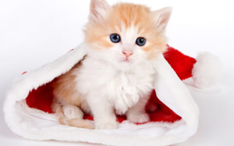 形容猫的句子有哪些（描写猫咪晒太阳的句子）