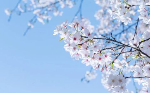 春分诗词有哪些（春分节气的特点和风俗）