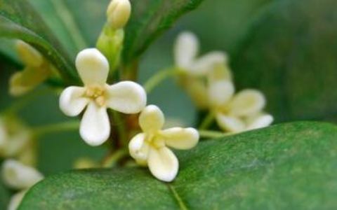 赞美鲜花的优美句子摘抄（描写花的名诗名句）