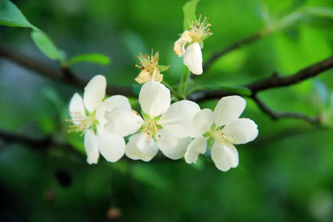 关于海棠的诗句有哪些（赞美海棠花的8首唯美古诗）