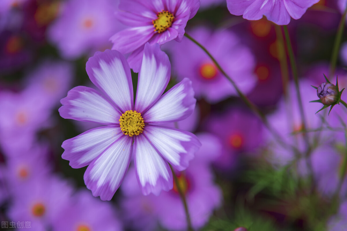 有关春天的优美句子（赞美春天的名人名言）
