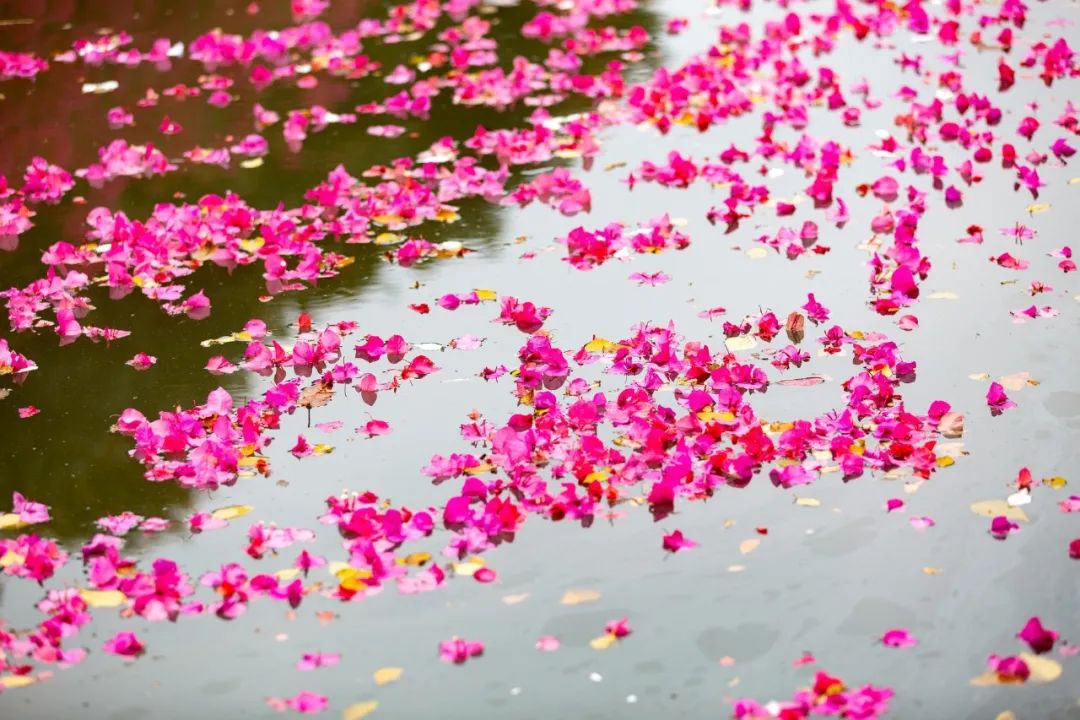 赞美花的句子有哪些（形容花美的经典短语）