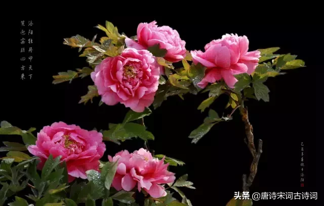 赞美牡丹花的优美词语（牡丹花开放的语句简短）