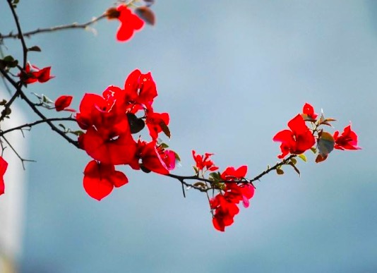 叶绍翁的古诗有哪些（叶绍翁作了哪些诗）