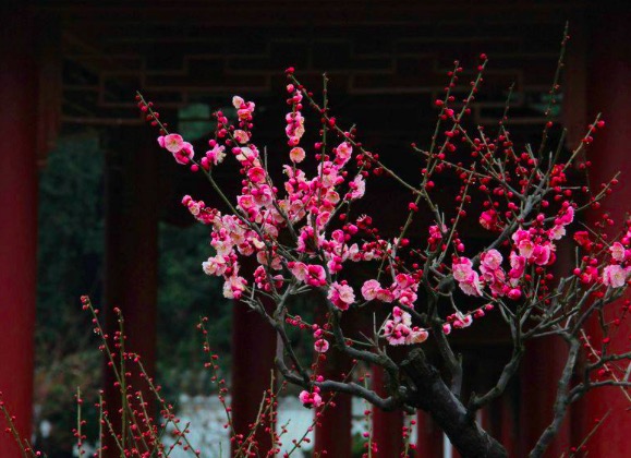 叶绍翁的古诗有哪些（叶绍翁作了哪些诗）