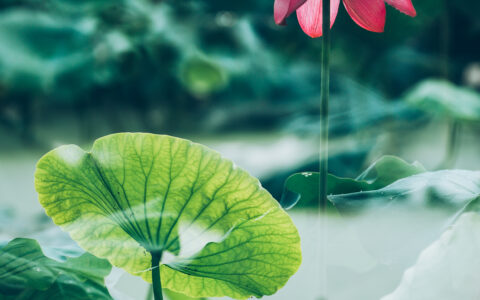 关于荷花的古诗有哪些（写荷花的优美句子）