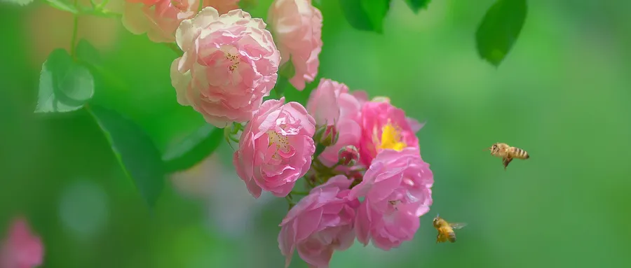 较短的现代诗有哪些（最经典的10首现代诗）