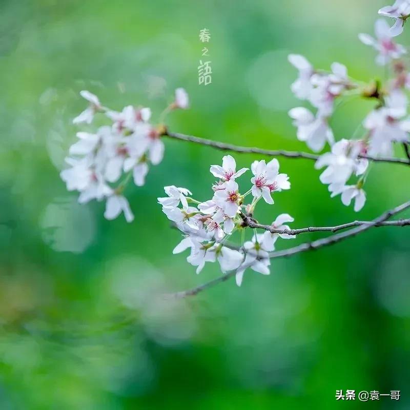 写景现代诗大全（风景的现代诗简短）