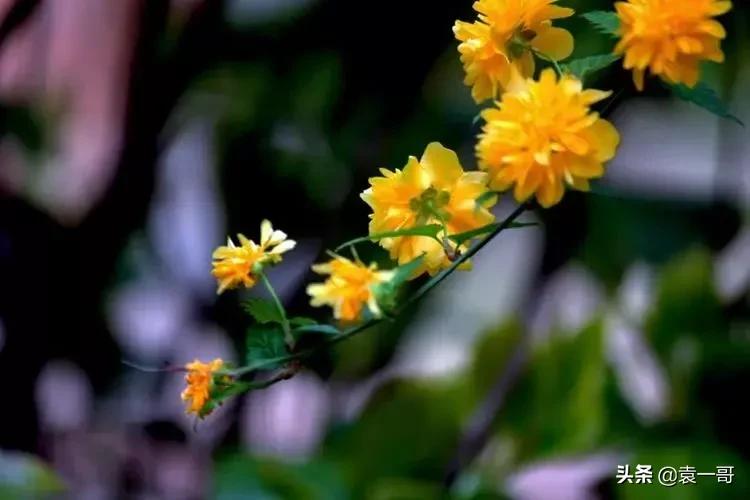 写景现代诗大全（风景的现代诗简短）