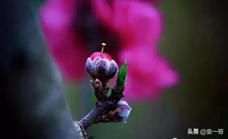 写景现代诗大全（风景的现代诗简短）