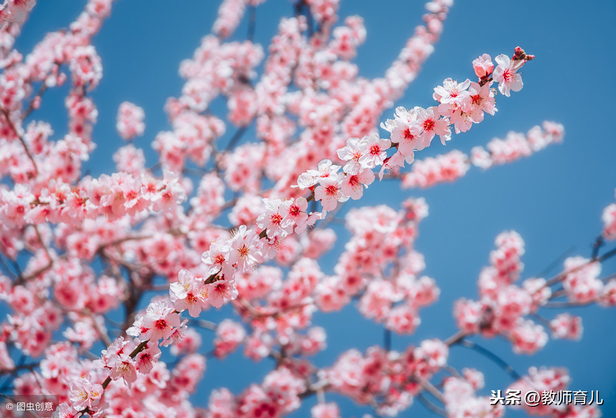 最经典的桃花诗词（桃花的浪漫诗句）
