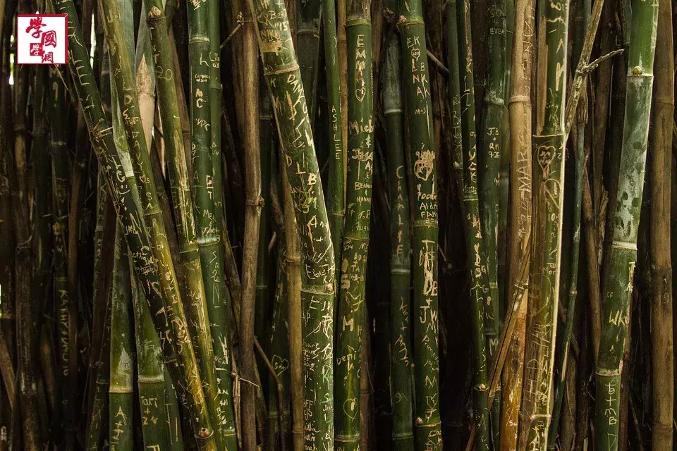 关于竹子的诗句古诗（关于竹子的诗欣赏）