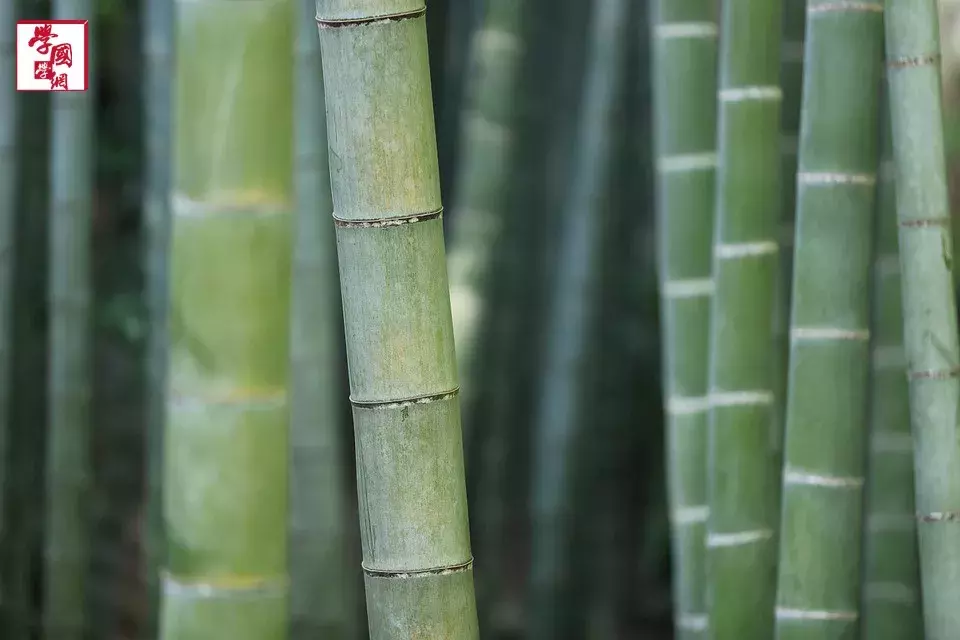 关于竹子的诗句古诗（关于竹子的诗欣赏）