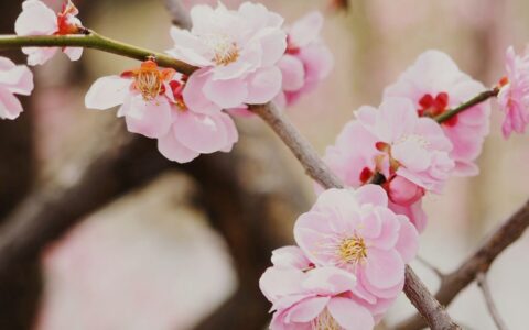 形容梅花的词语有哪些（盘点赞美梅花的成语）