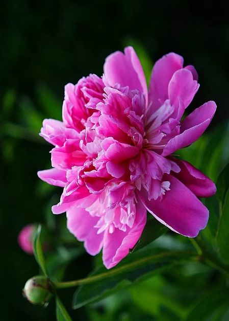 描写牡丹花的优美句子（赞美牡丹花的诗词赏析）