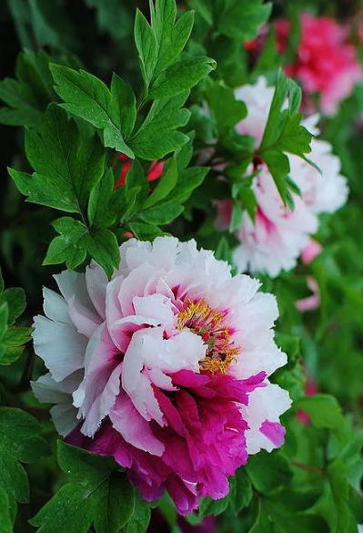 描写牡丹花的优美句子（赞美牡丹花的诗词赏析）