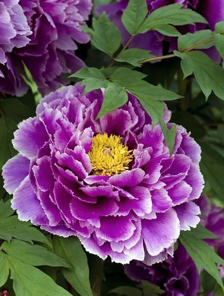 描写牡丹花的优美句子（赞美牡丹花的诗词赏析）