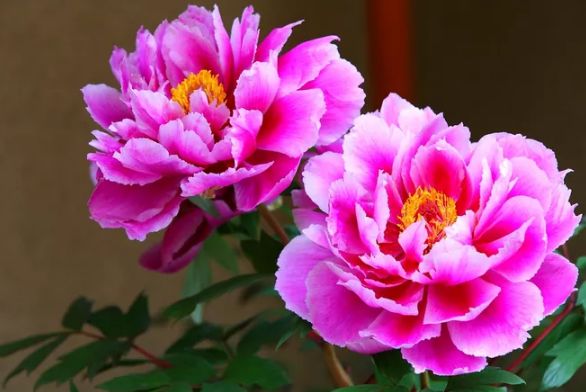 描写牡丹花的优美句子（赞美牡丹花的诗词赏析）