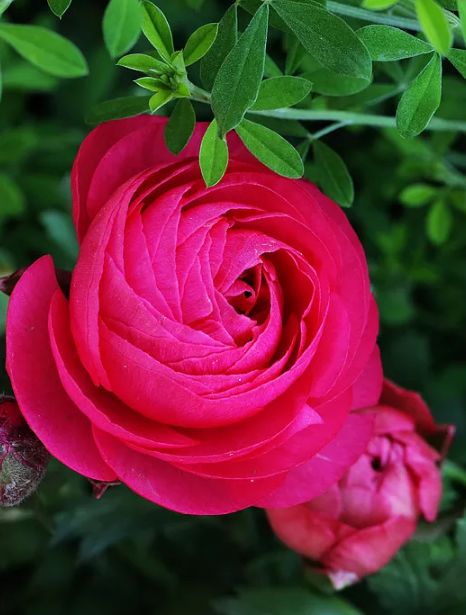 描写牡丹花的优美句子（赞美牡丹花的诗词赏析）