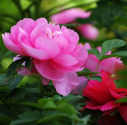 描写牡丹花的优美句子（赞美牡丹花的诗词赏析）