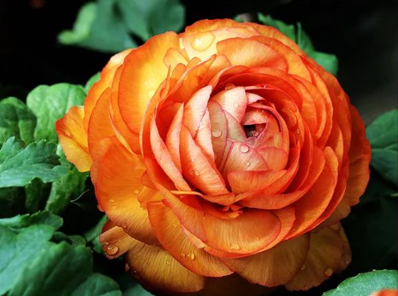 描写牡丹花的优美句子（赞美牡丹花的诗词赏析）