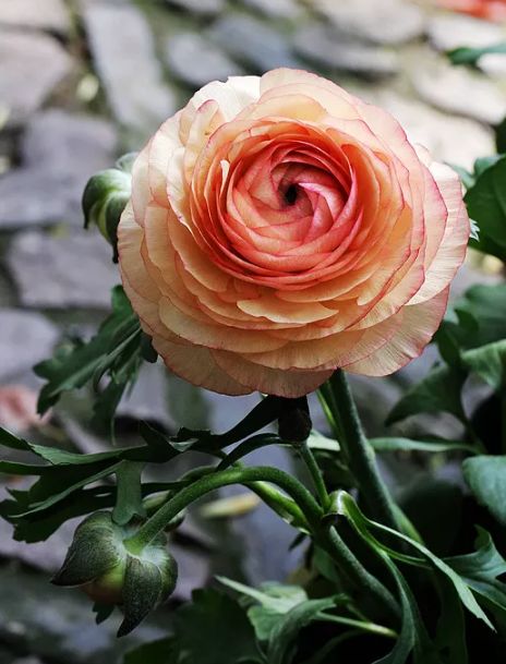 描写牡丹花的优美句子（赞美牡丹花的诗词赏析）