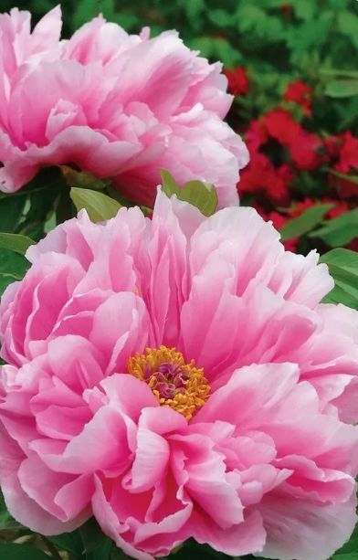 描写牡丹花的优美句子（赞美牡丹花的诗词赏析）