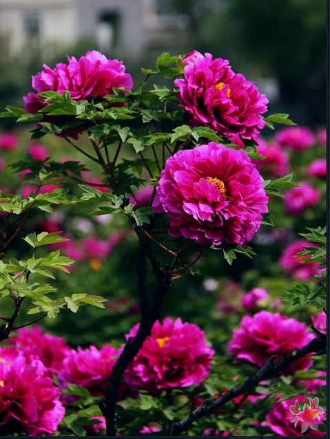 描写牡丹花的优美句子（赞美牡丹花的诗词赏析）