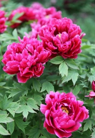 描写牡丹花的优美句子（赞美牡丹花的诗词赏析）