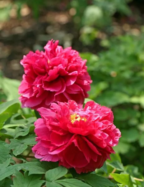 描写牡丹花的优美句子（赞美牡丹花的诗词赏析）