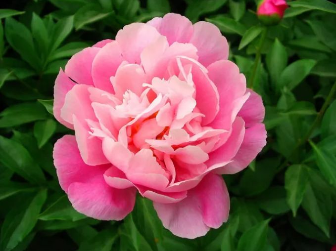 描写牡丹花的优美句子（赞美牡丹花的诗词赏析）