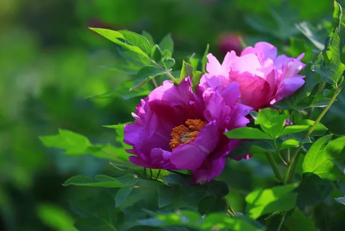 描写牡丹花的优美句子（赞美牡丹花的诗词赏析）