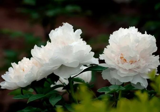 描写牡丹花的优美句子（赞美牡丹花的诗词赏析）