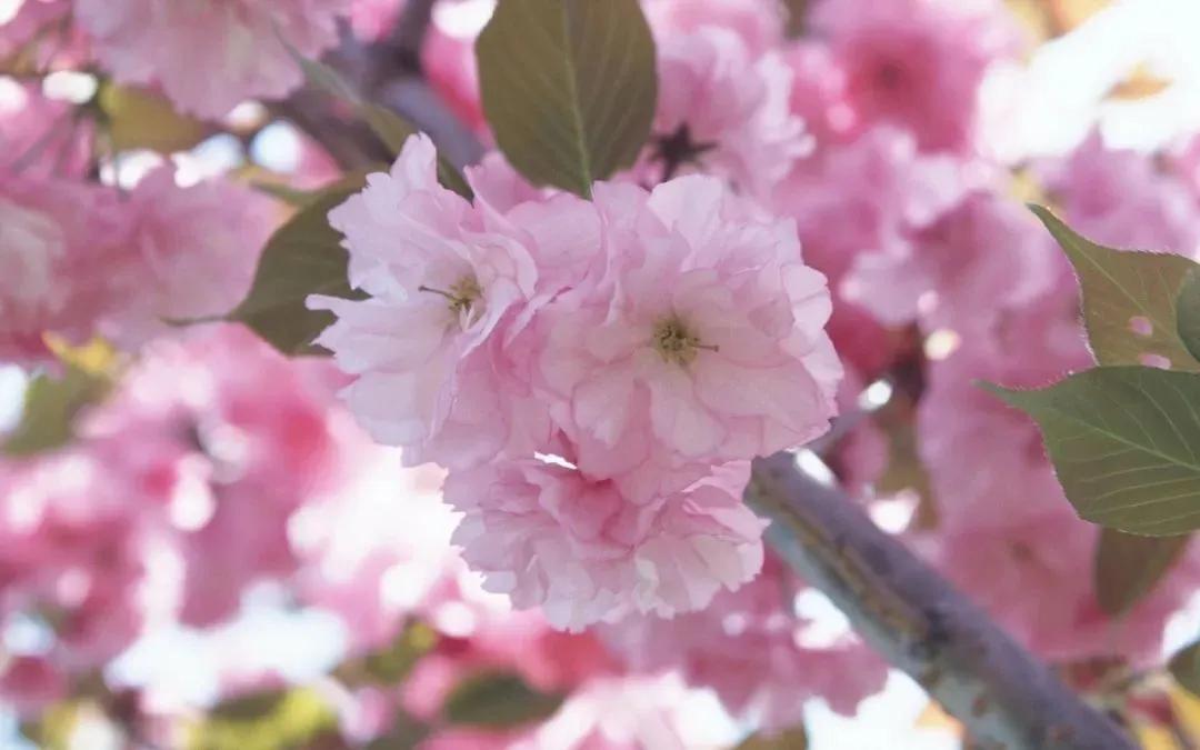 形容花落凄美的诗句（惋惜花凋零的句子分享）