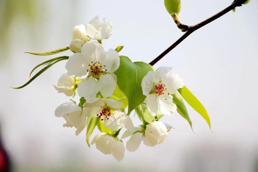 形容花落凄美的诗句（惋惜花凋零的句子分享）
