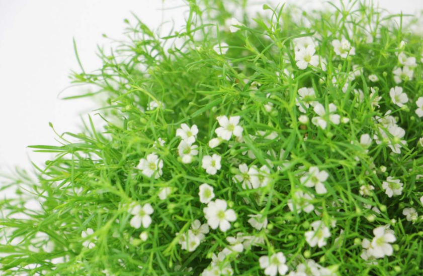 花的特点有哪些（各种花的特点和特性）