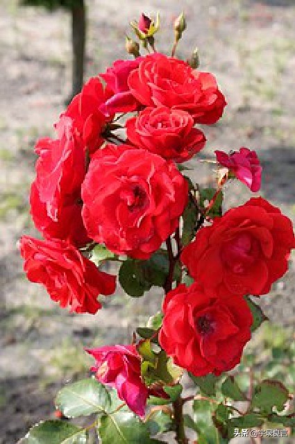 春节贺语怎么写（最流行的春节拜年短信祝福语）