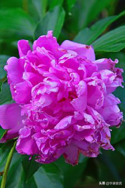 春节贺语怎么写（最流行的春节拜年短信祝福语）