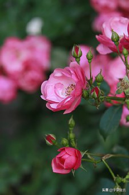 春节贺语怎么写（最流行的春节拜年短信祝福语）