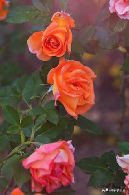 春节贺语怎么写（最流行的春节拜年短信祝福语）