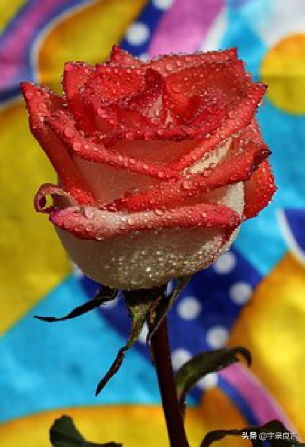 春节贺语怎么写（最流行的春节拜年短信祝福语）