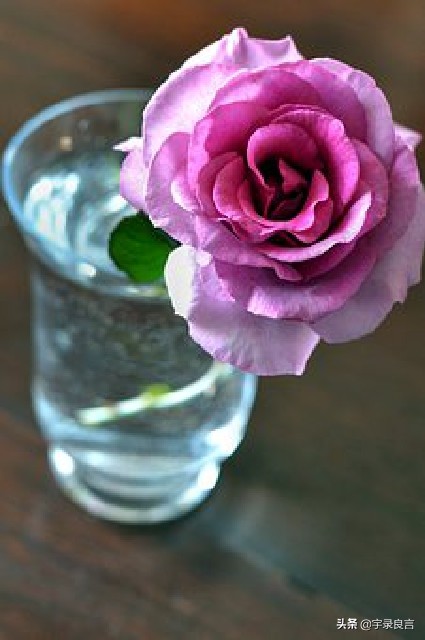 春节贺语怎么写（最流行的春节拜年短信祝福语）