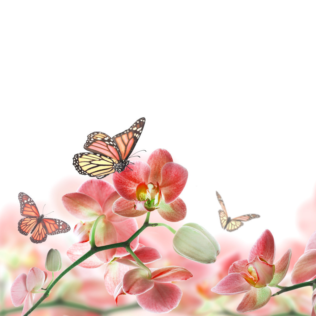 兰花古诗词最出名（描写兰花高洁淡雅的诗句）