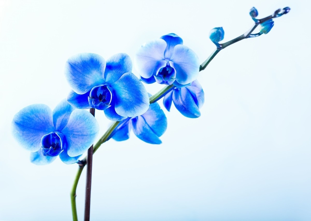 兰花古诗词最出名（描写兰花高洁淡雅的诗句）