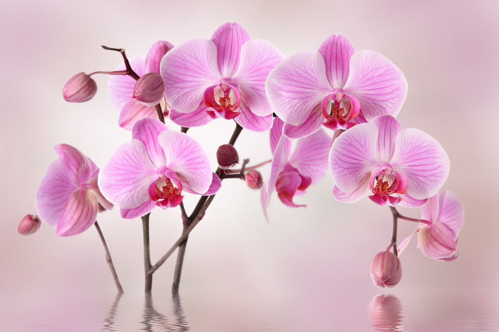 兰花古诗词最出名（描写兰花高洁淡雅的诗句）