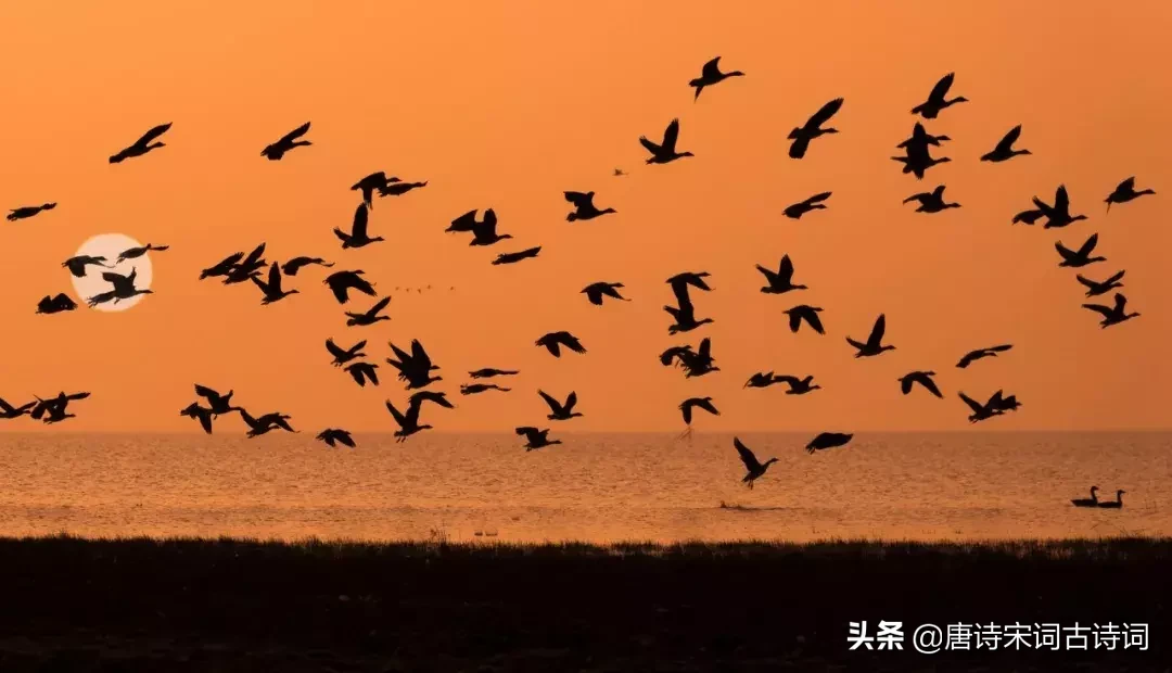 人面桃花的意思是什么（人面桃花的寓意启示）